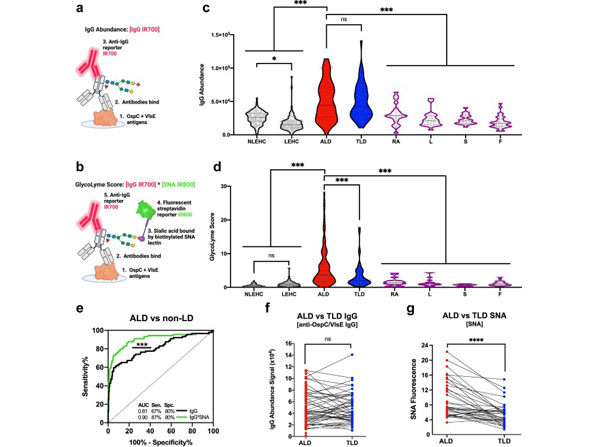 Borrelia OspC- and VlsE- specific IgG